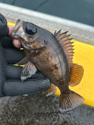 メバルの釣果