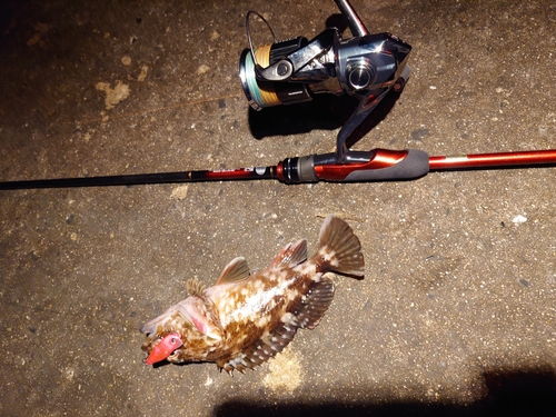 カサゴの釣果