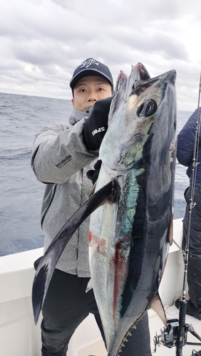 ビンチョウマグロの釣果