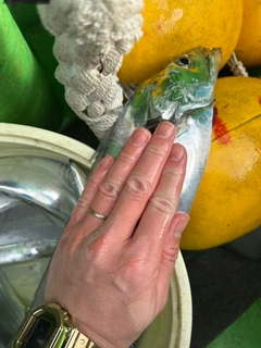 タチウオの釣果