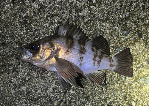 メバルの釣果