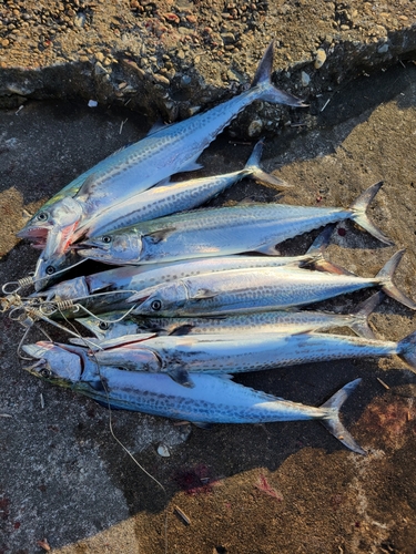 サゴシの釣果