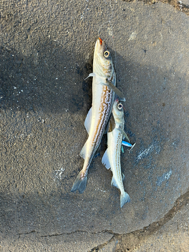 スケトウダラの釣果