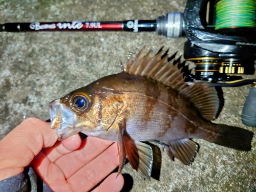 メバルの釣果