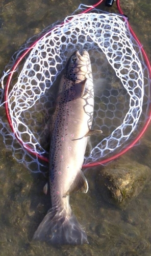 ブラウントラウトの釣果