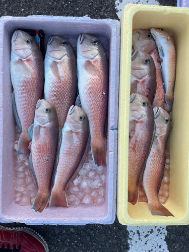 シロアマダイの釣果