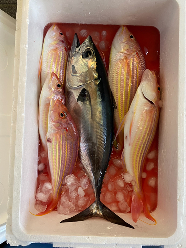 シロアマダイの釣果