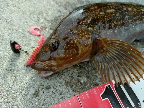 アイナメの釣果