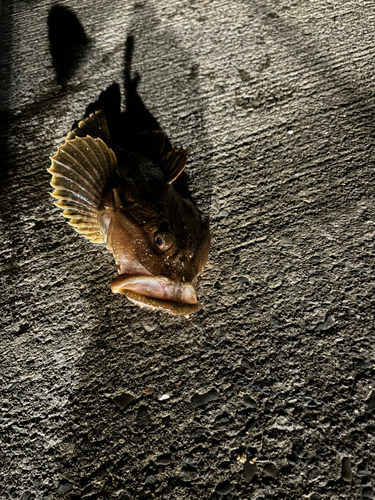 カジカの釣果