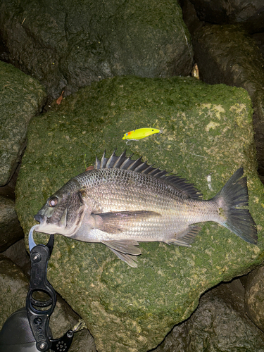 クロダイの釣果