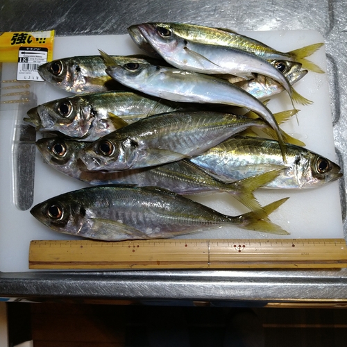 アジの釣果