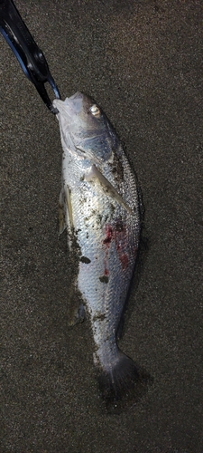 ニベの釣果