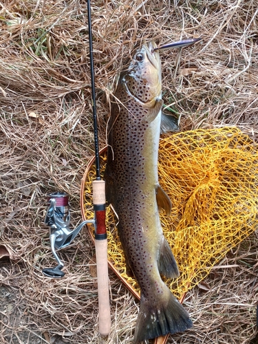 ブラウントラウトの釣果