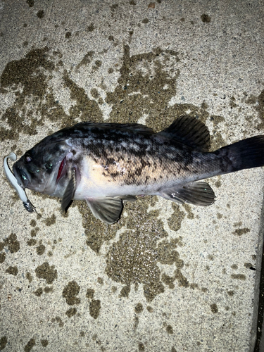 三陸海岸（青森）