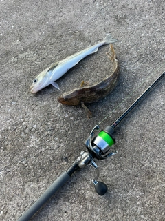 スケトウダラの釣果