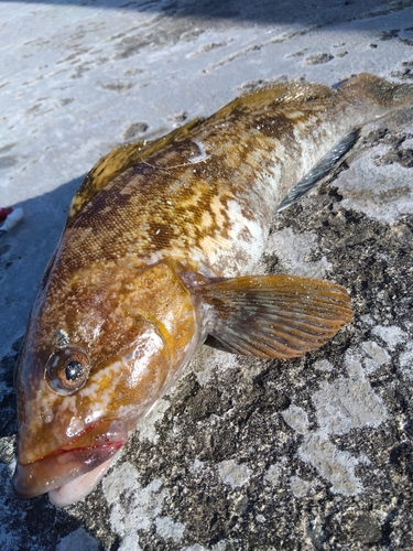 アイナメの釣果