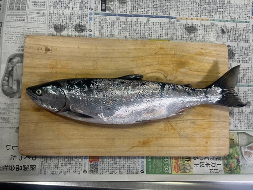 サクラマスの釣果