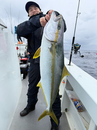 ヒラマサの釣果