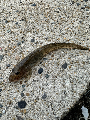 ハゼの釣果