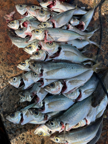 マアジの釣果