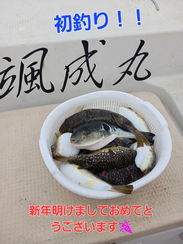 トラフグの釣果