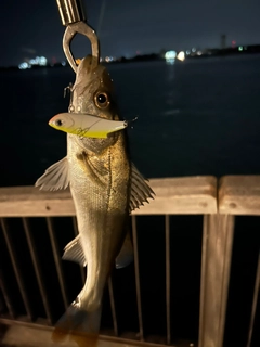 セイゴ（ヒラスズキ）の釣果