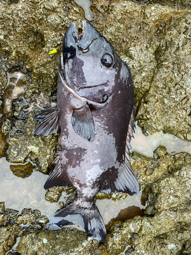 イシダイの釣果