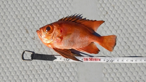 チカメキントキの釣果