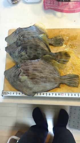 カワハギの釣果