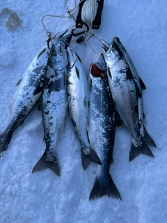 サクラマスの釣果