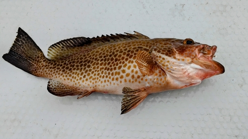 オオモンハタの釣果