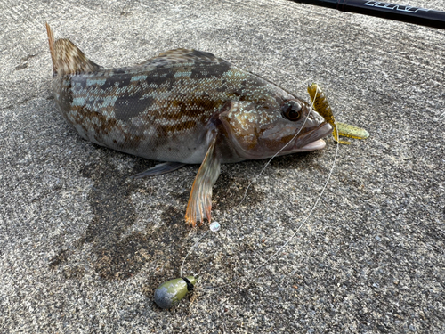 アイナメの釣果