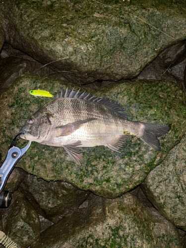 クロダイの釣果