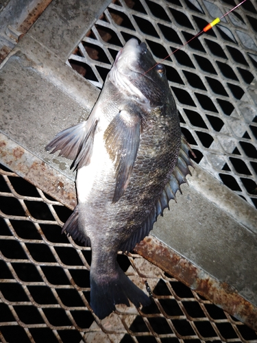 クロダイの釣果