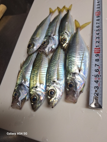 アジの釣果