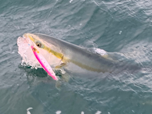 メジロの釣果