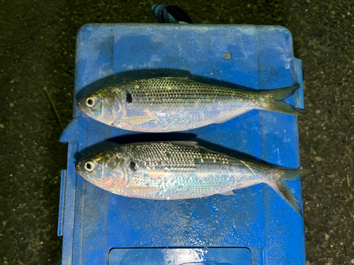 コノシロの釣果