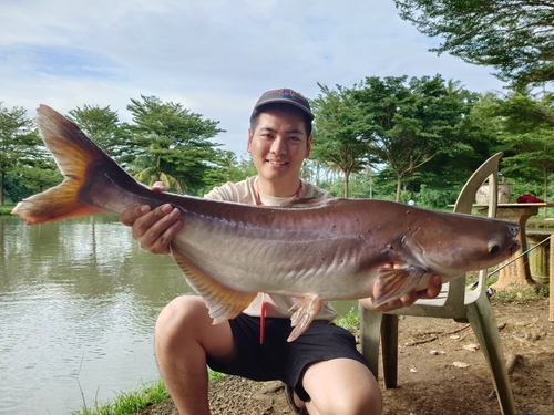 ナマズの釣果