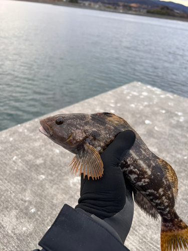 アイナメの釣果