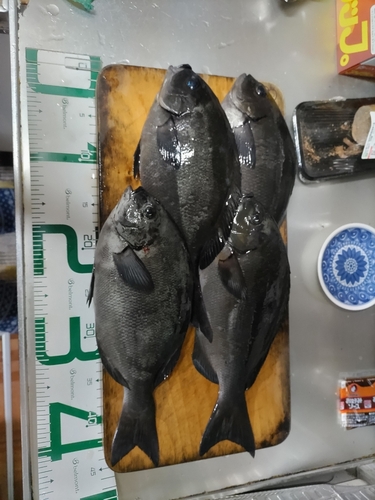 オナガグレの釣果