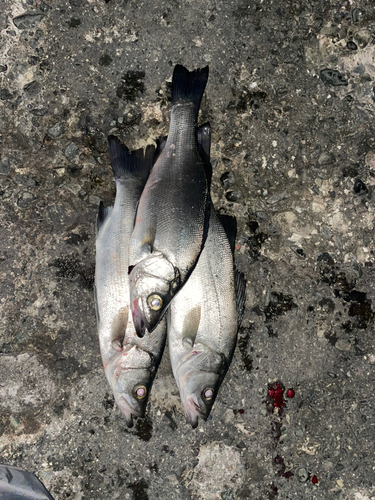 シーバスの釣果