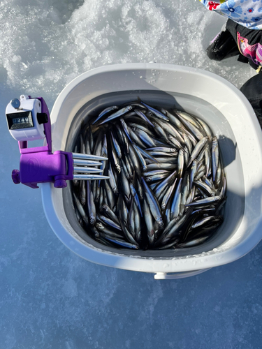 ワカサギの釣果