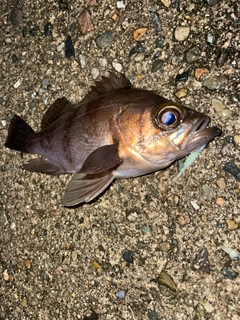 アカメバルの釣果