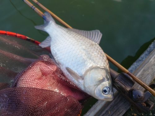 ヘラブナの釣果