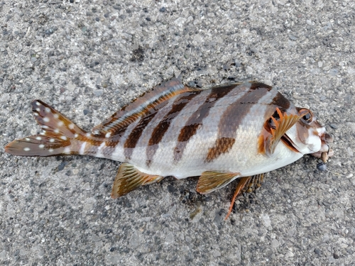 タカノハダイの釣果