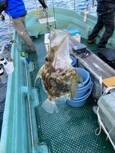 マトウダイの釣果