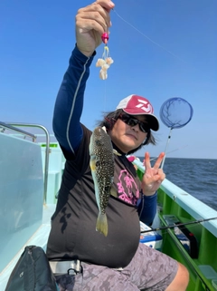 ショウサイフグの釣果