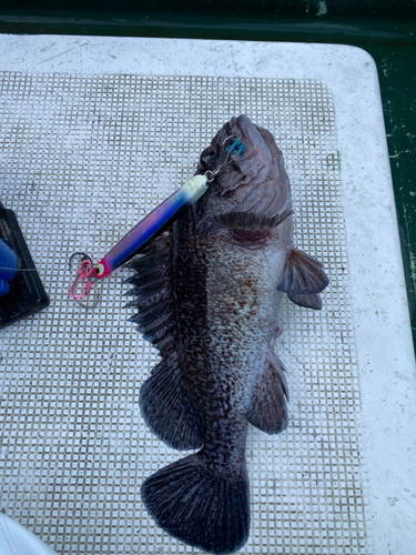 マゾイの釣果