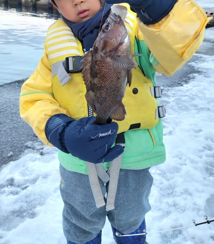 ガヤの釣果