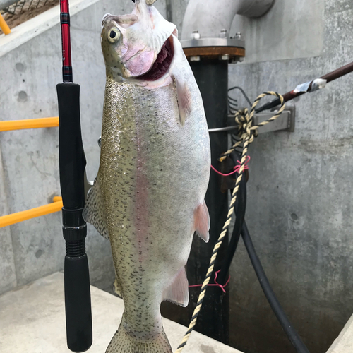 ニジマスの釣果